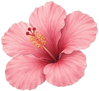 Hibiscus